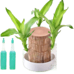 Amazon_com _ Brazilian Wood Plant with Flowerpot,Mini Brazil Lucky Wood Plant,Brazilia_inspyrene